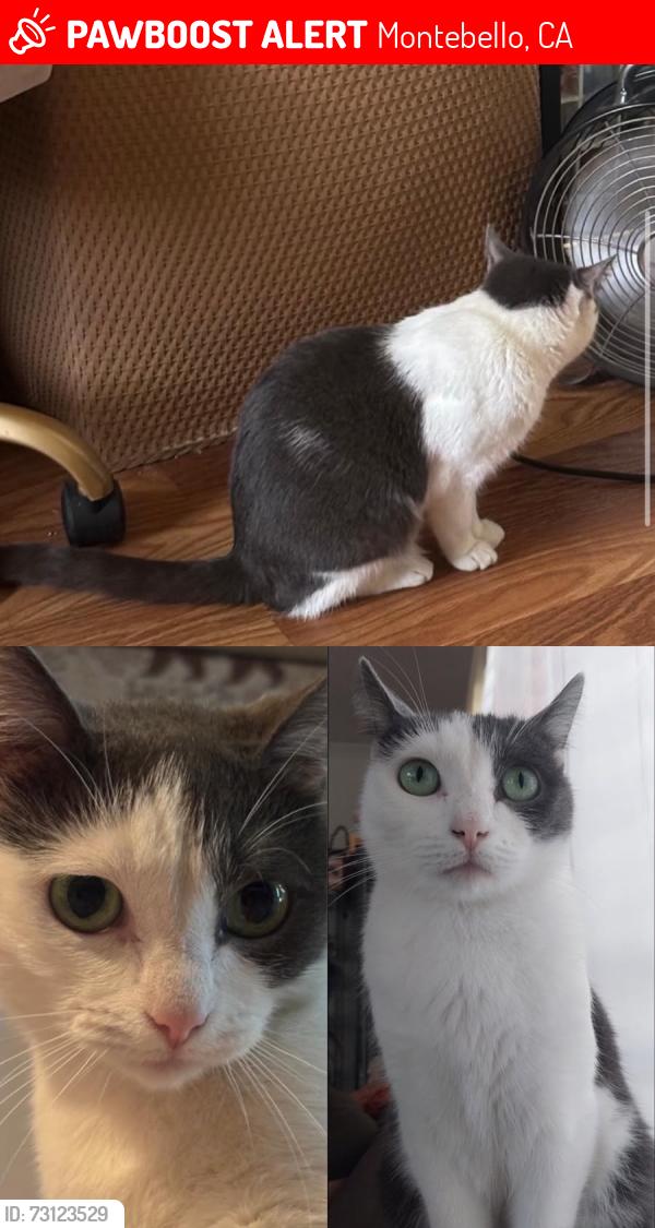 Lost Female Cat last seen Given Pl and S 4th St, Montebello, CA 90640