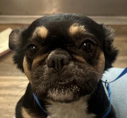 Shelter Stray Female Dog last seen Not Provided., Santee, CA, 92071, 5500 Gaines St, San Diego, CA 92110, USA