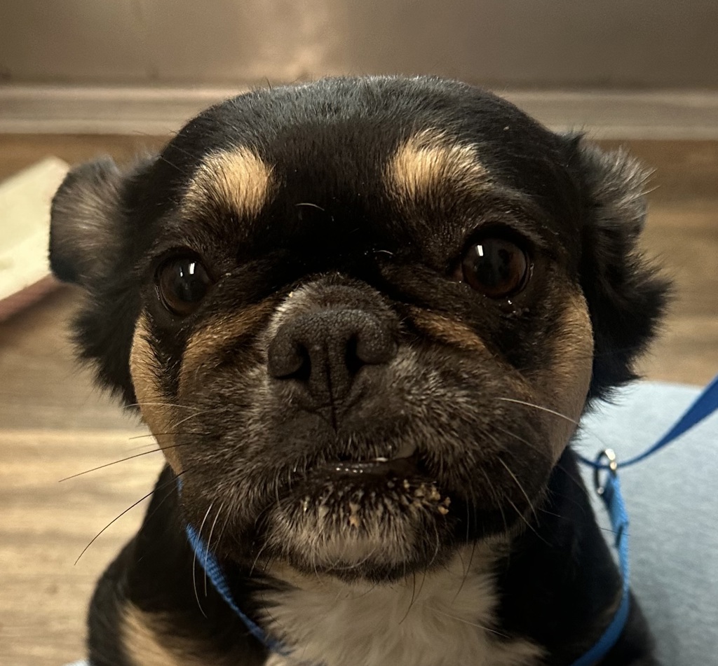 Shelter Stray Female Dog last seen Not Provided., Santee, CA, 92071, 5500 Gaines St, San Diego, CA 92110, USA
