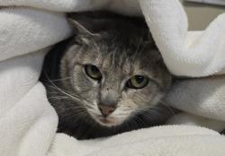 Shelter Stray Female Cat last seen ., Vista, CA, 92084, Oceanside, CA 92058, USA