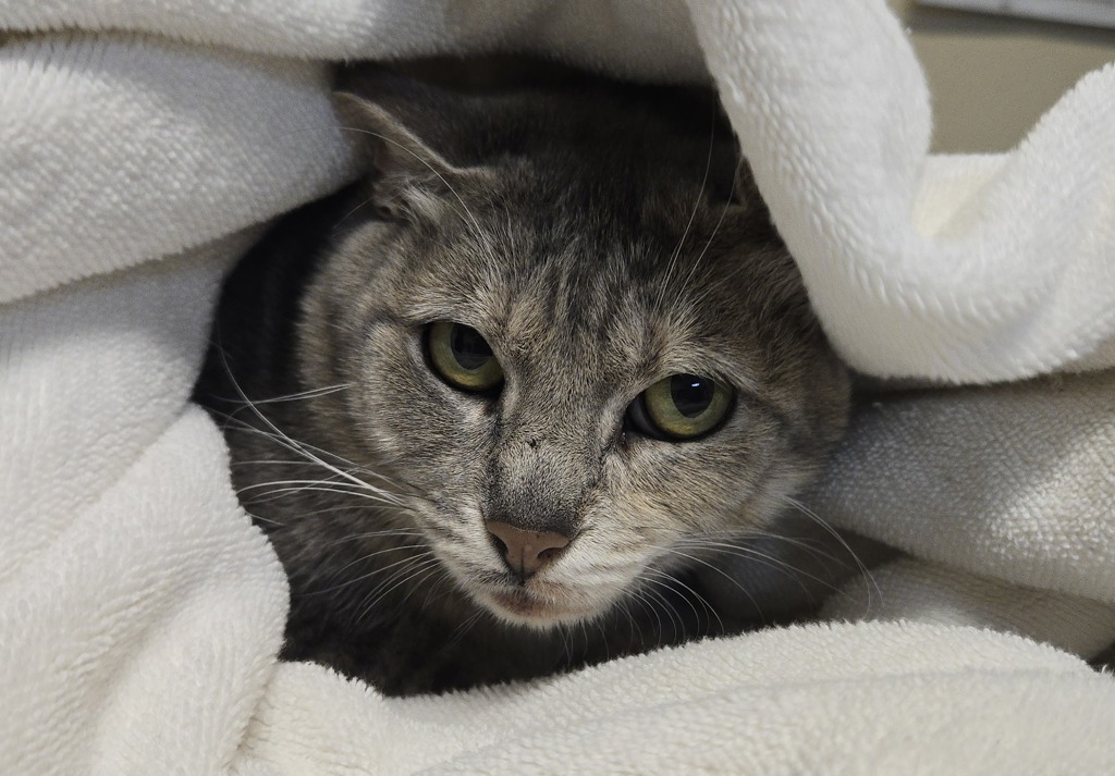 Shelter Stray Female Cat last seen ., Vista, CA, 92084, Oceanside, CA 92058, USA