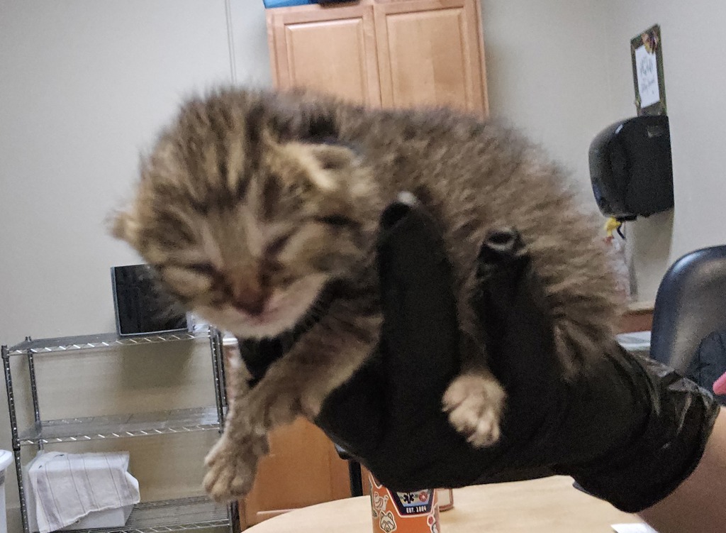 Shelter Stray Male Cat last seen ., Vista, CA, 92084, Oceanside, CA 92058, USA