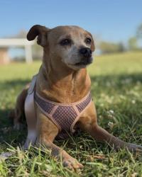 Reunited Female Dog last seen 7th street in San Leon tx, San Leon, TX 77539