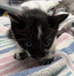 Shelter Stray Male Cat last seen Near N Date Street, Escondido, CA, 92025, Escondido, CA 92027, USA
