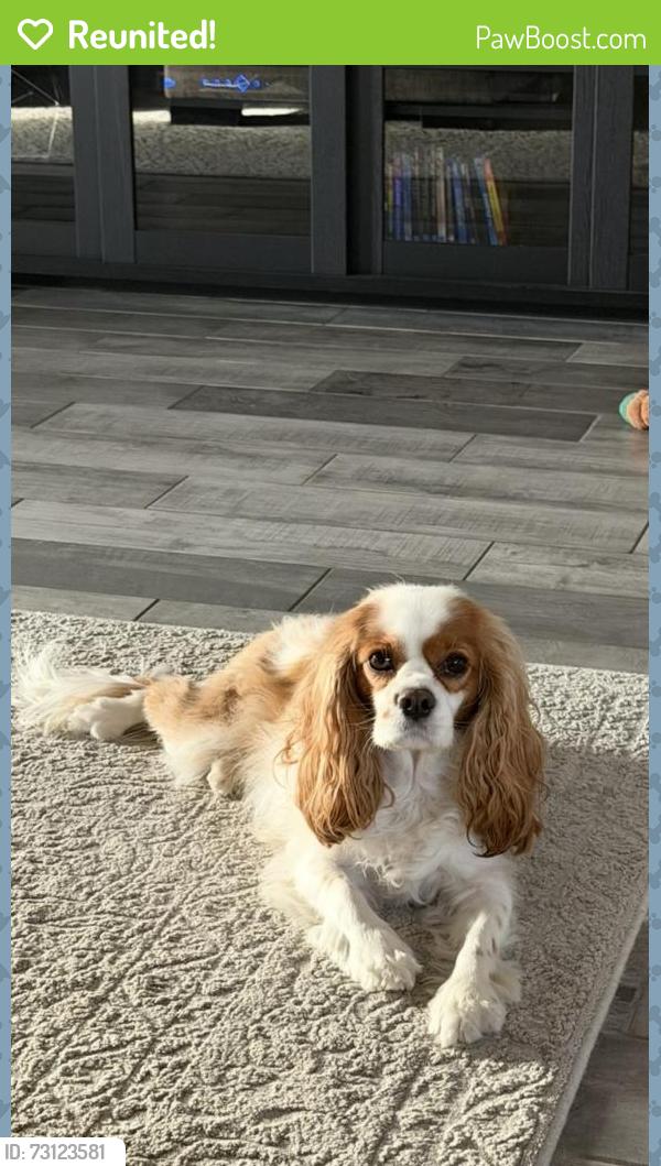 Reunited Female Dog last seen Near Sun King Ln, Frisco, TX 75033, USA, Frisco, TX 75033