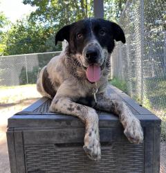 Shelter Stray Male Dog last seen ne 5th/stanton, OR, 1700 W Historic Columbia River Hwy, Troutdale, OR 97060, USA
