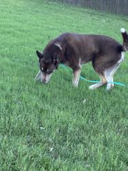 Reunited Unknown Dog last seen 95th and Kessler lane next to the car wash and Tom Jones Realty across the street. We have a Jimmy John’s and a car fix it Shop., Overland Park, KS 66212