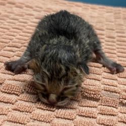 Shelter Stray Male Cat last seen W 9th Avenue, Escondido, CA, 92029, Escondido, CA 92027, USA