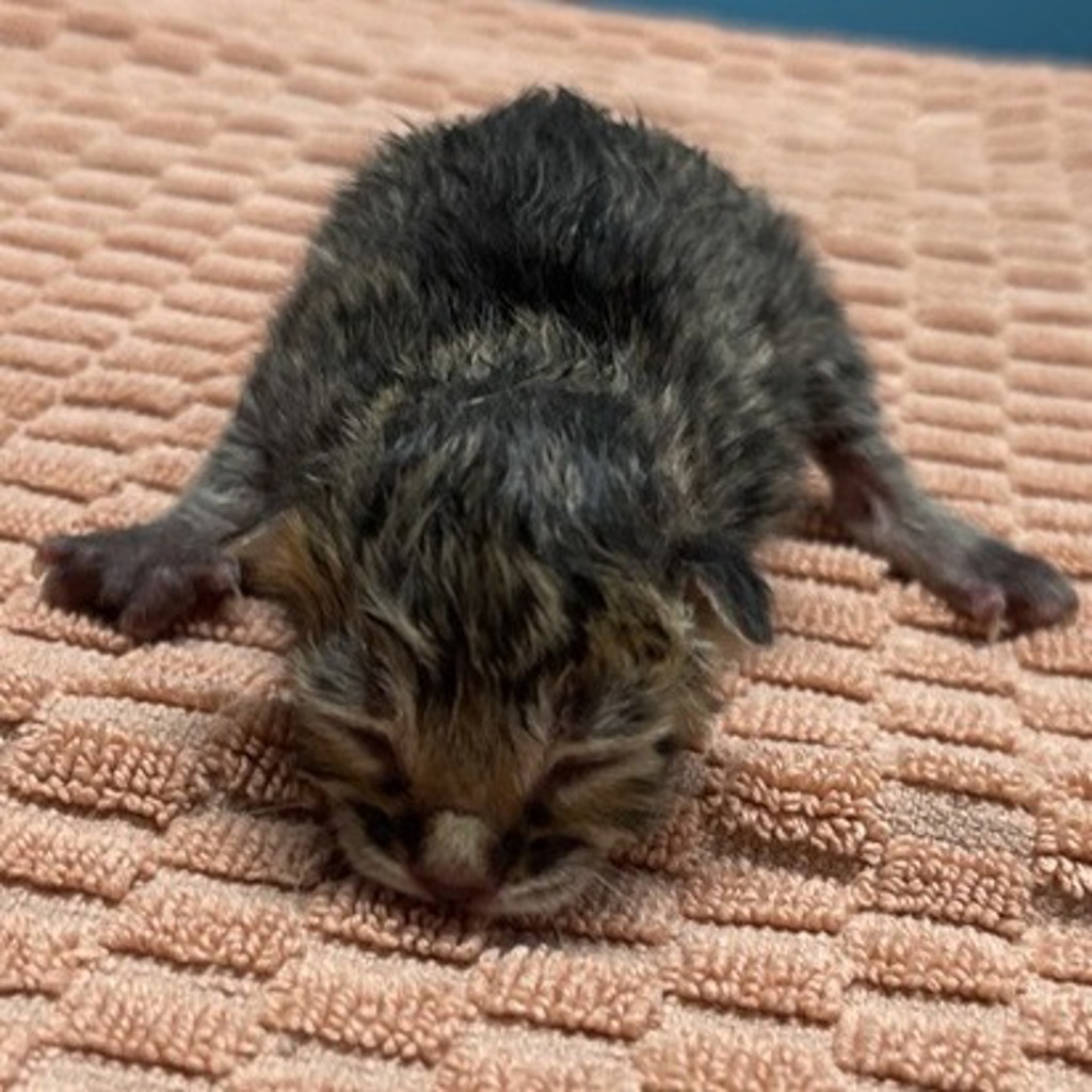 Shelter Stray Male Cat last seen W 9th Avenue, Escondido, CA, 92029, Escondido, CA 92027, USA