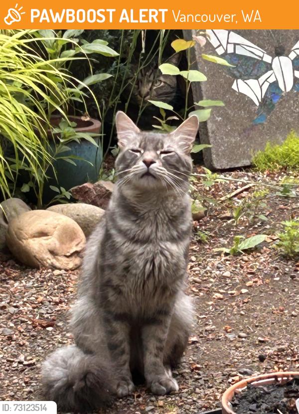 Found/Stray Male Cat last seen NE 162 and 28th East of QVC under tree line, Vancouver, WA 98682