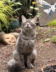 Found/Stray Male Cat last seen NE 162 and 28th East of QVC under tree line, Vancouver, WA 98682