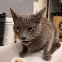 Shelter Stray Female Cat last seen , 361 S Raymond Ave, Pasadena, CA 91105, USA