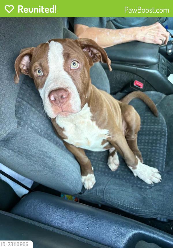 Reunited Male Dog last seen Drinks Rd, Davie County, NC 27028