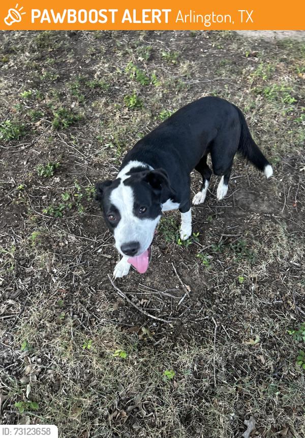 Found/Stray Male Dog last seen Near Access Rd by Sublett Rd, Arlington, TX 76017