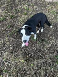 Found/Stray Male Dog last seen Near Access Rd by Sublett Rd, Arlington, TX 76017
