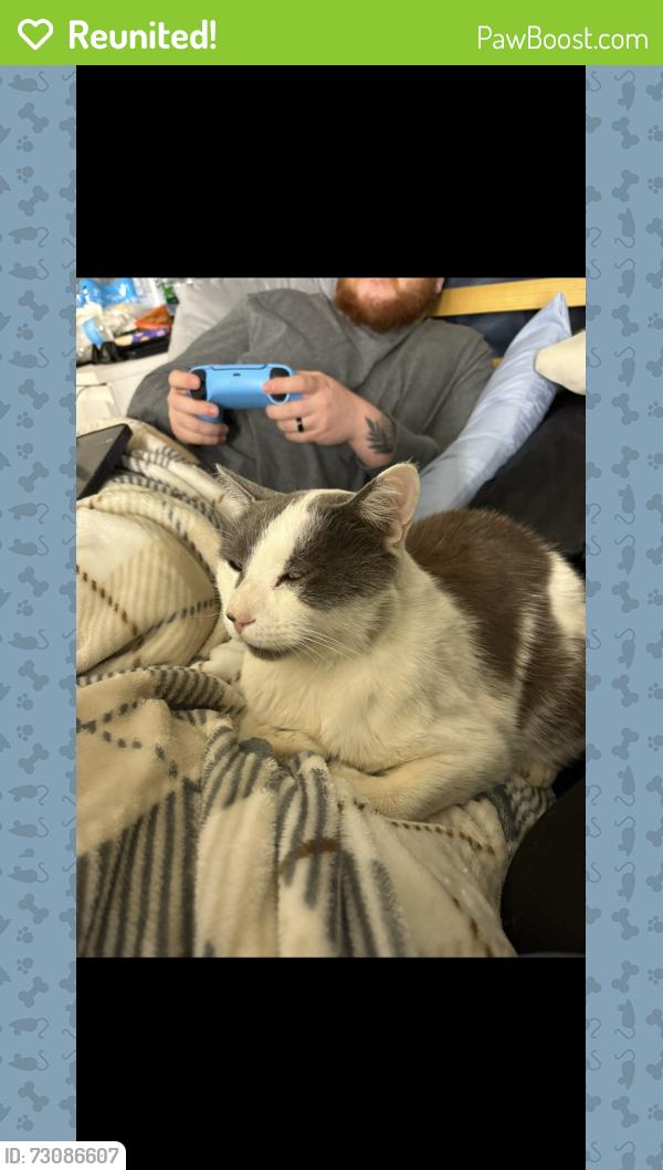 Reunited Male Cat last seen scott road, Menifee, CA 92584
