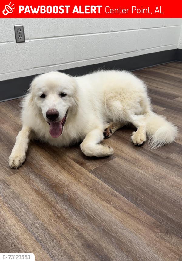 Lost Male Dog last seen 17th Ave NW AND 5th St NW, Center Point, AL 35215