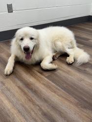 Lost Male Dog last seen 17th Ave NW AND 5th St NW, Center Point, AL 35215