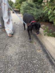 Reunited Female Dog last seen Stanley and grandin, Cincinnati, OH 45226