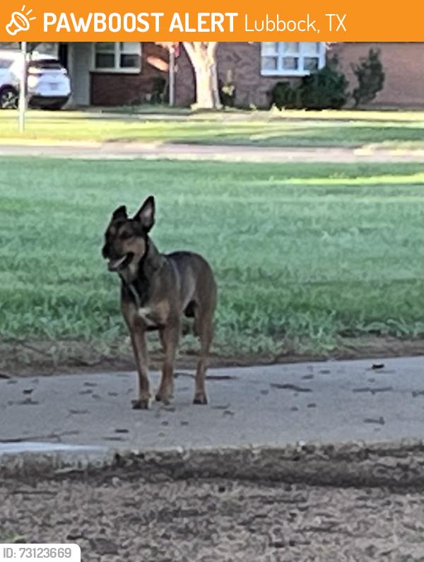 Found/Stray Male Dog last seen Park, Lubbock, TX 79407