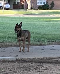 Found/Stray Male Dog last seen Park, Lubbock, TX 79407