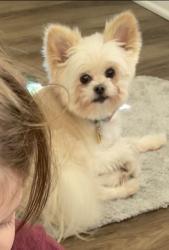 Reunited Female Dog last seen W Johnson st, Philadelphia, PA 19144