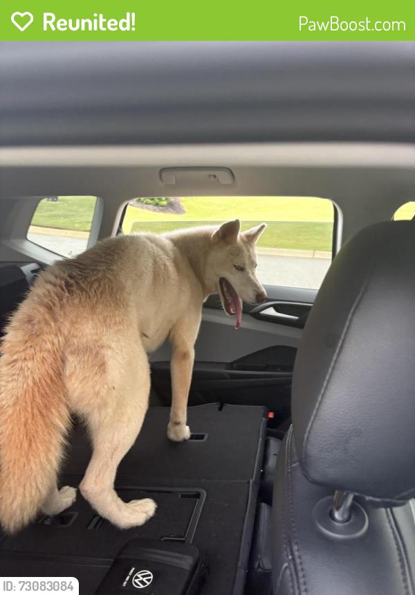 Reunited Unknown Dog last seen Ivywood cottages off Old furnace road, Boiling Springs, SC 29316