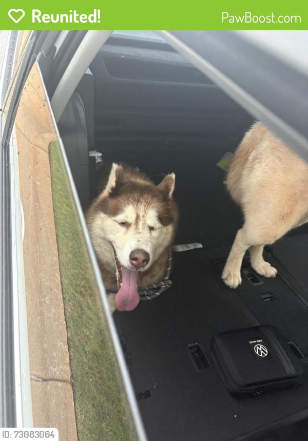 Reunited Unknown Dog last seen Ivywood cottage off Old Furnace road, Boiling Springs, SC 29316