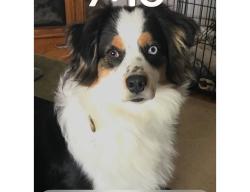 Reunited Female Dog last seen 20th and Main, Battle Ground, WA 98604