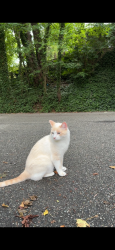 Found/Stray Unknown Cat last seen Near Greenock Drive, Richmond, VA 23235