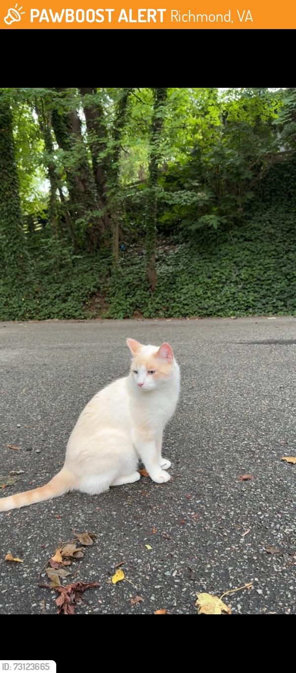 Found/Stray Unknown Cat last seen Near Greenock Drive, Richmond, VA 23235