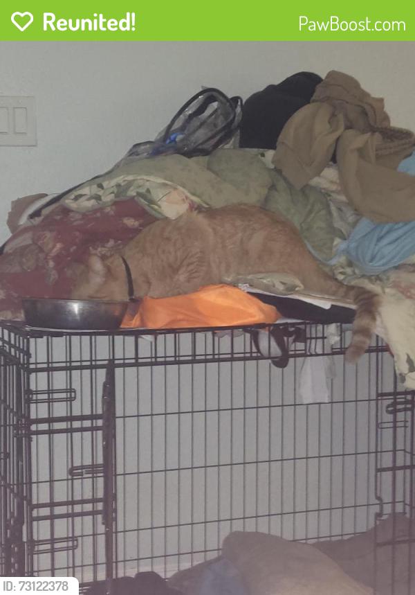 Reunited Male Cat last seen 83rd st and flora ave, Kansas City, MO 64131