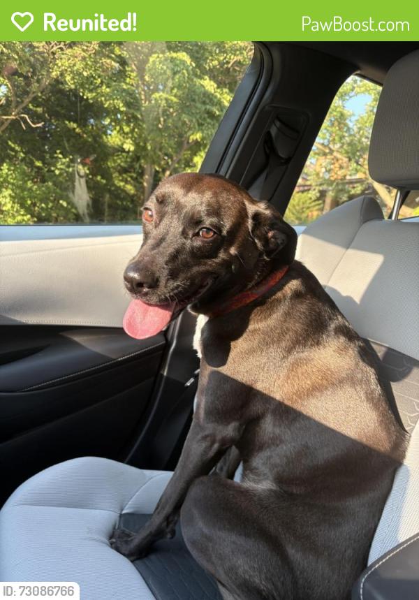 Reunited Male Dog last seen Lacrosse and west Moreland, Swissvale, PA 15218