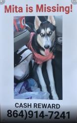 Lost Female Dog last seen Loves travel center, Charleston, MO 63834