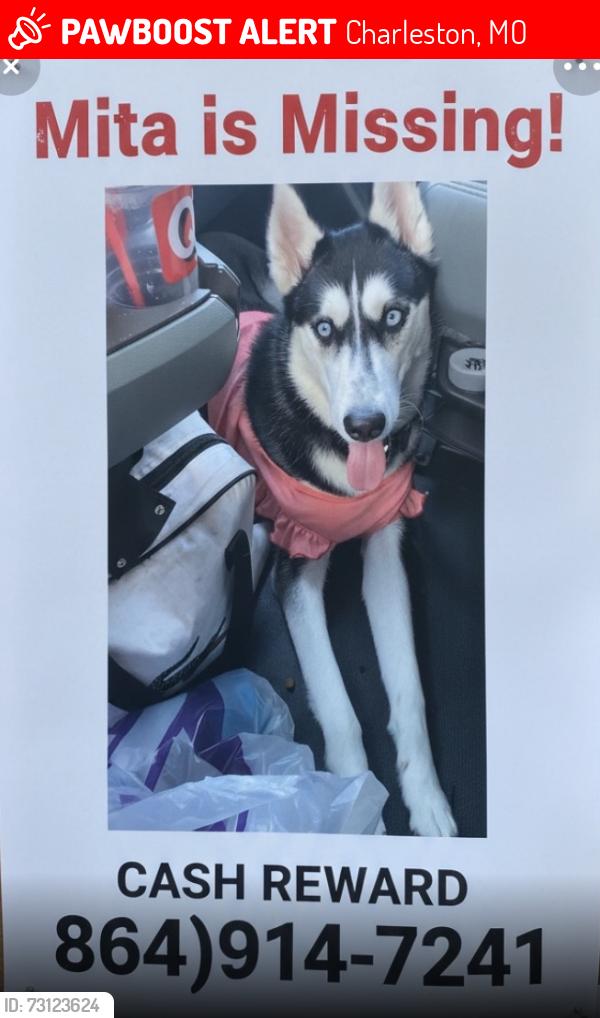 Lost Female Dog last seen Loves travel center, Charleston, MO 63834