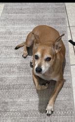 Reunited Female Dog last seen Willow tree trail, Clearwater, FL 33763