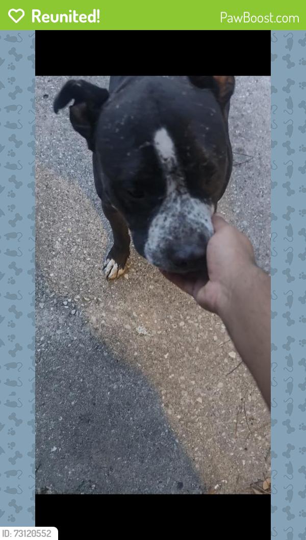 Reunited Male Dog last seen Ricker RD, Wendell Dr., Jacksonville, FL 32210