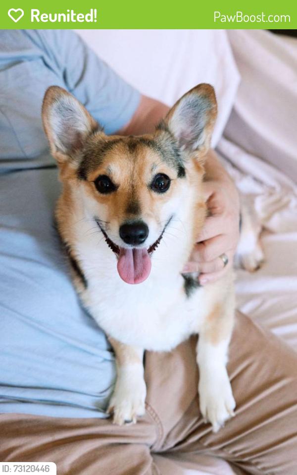 Reunited Female Dog last seen Near and Aiken Dr., Dallas, GA 30157