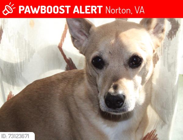 Lost Male Dog last seen Guest river rd, Norton, VA 24273