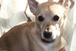 Lost Male Dog last seen Guest river rd, Norton, VA 24273