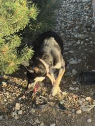 Found/Stray Female Dog last seen Pierce street Sioux city Iowa, Sioux City, IA 51104