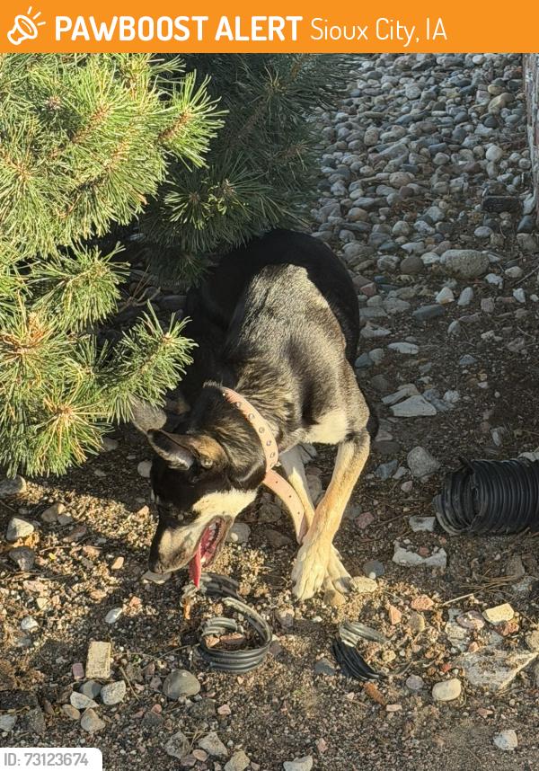 Found/Stray Female Dog last seen Pierce street Sioux city Iowa, Sioux City, IA 51104