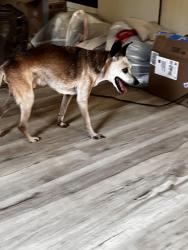 Reunited Male Dog last seen County Road 619 and Highway 78, Blue Ridge, TX 75442