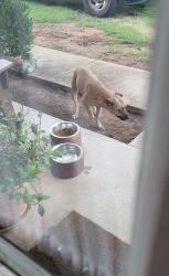 Found/Stray Unknown Dog last seen Wildwood Lane 73071, Norman, OK 73071