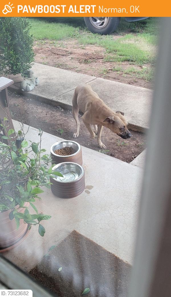 Found/Stray Unknown Dog last seen Wildwood Lane 73071, Norman, OK 73071