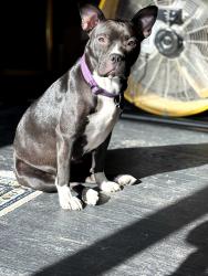 Found/Stray Female Dog last seen Rosedale and Wesleyan, Fort Worth, TX 76110