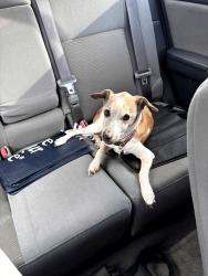 Reunited Male Dog last seen 115th & Clayton, Thornton, CO 80233