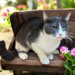 Shelter Stray Female Cat last seen , 957 N Gaffey St, San Pedro, CA 90731, USA