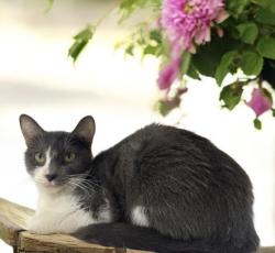 Shelter Stray Female Cat last seen , 957 N Gaffey St, San Pedro, CA 90731, USA