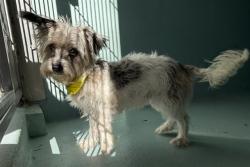 Shelter Stray Female Dog last seen , 6443 Oak Canyon, Irvine, CA 92618, USA